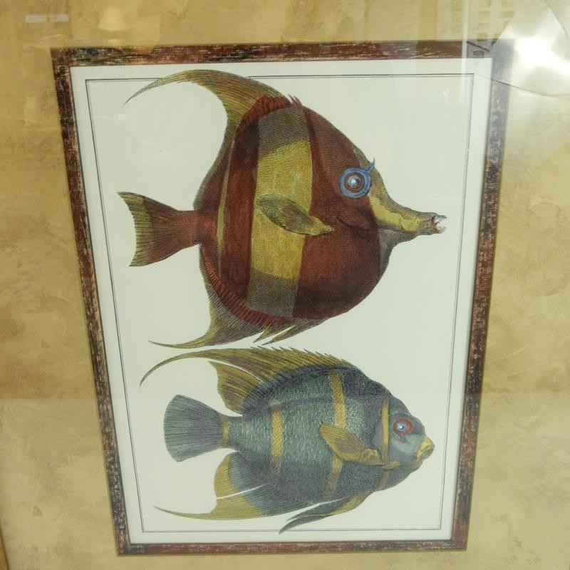 Paragon Picture Gallery Angel Fish Framed Art Print 18x12 Award Winner gallery