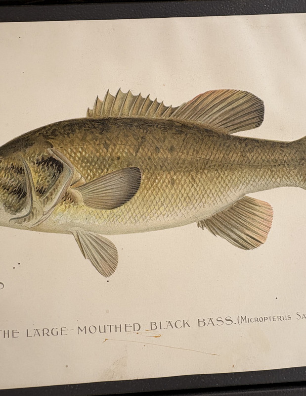 1896 Antique Fish Print The Large Mouthed Black Bass Signed by Denton 11.2" x 8" gallery