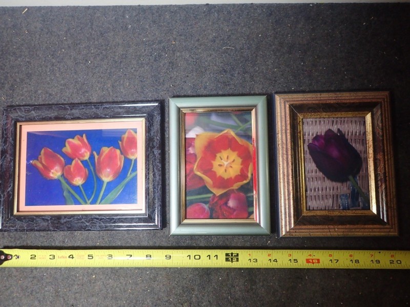 Variety Lot (3) Tulips Flower Photo Prints Wood Frames Contemporary Wall Decor gallery