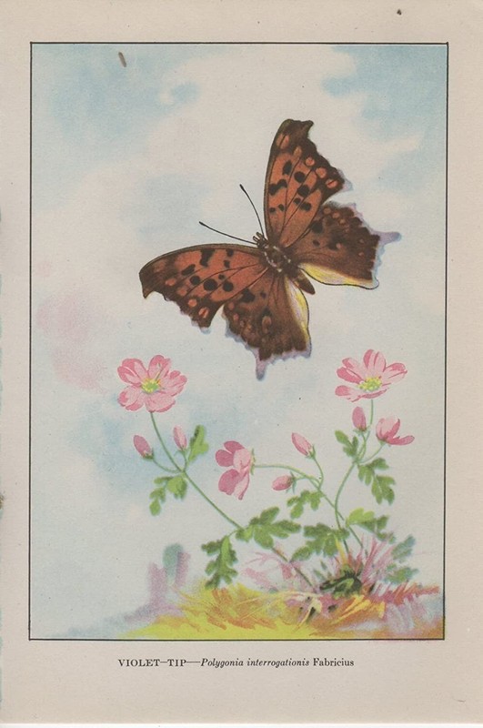 1917 Vintage BUTTERFLIES «VIOLET TIP» BUTTERFLY WOW! COLOR Art Plate Lithograph