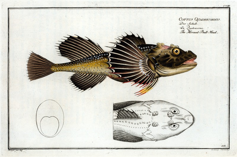 Marcus Bloch 1785 – Plate 108 Cottus Quadricornis Horned Bull Head – 13×19 Repro