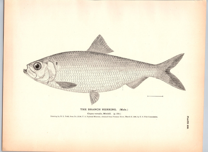 1884 Fish Print, The Branch Herring, Male, Vintage Print