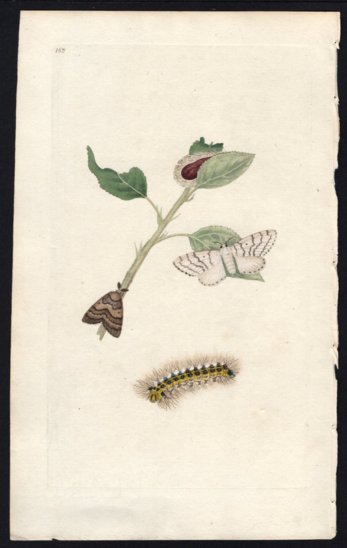 1802 Donovan British Insects Antique Print The Infamous Gypsy Moth
