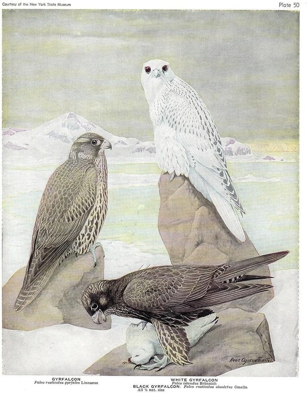 1936 Vintage FUERTES BIRDS #50 «GYRFALCON, BLACK, WHITE» Color Plate Lithograph