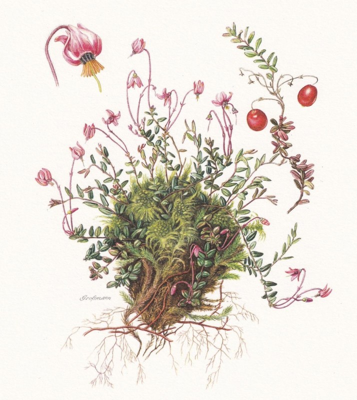 1960 CRANBERRY Print - Botanical Wall Art - Vintage Plant - 7.5 x 10.6 Inches gallery