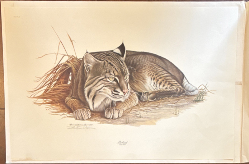 Richard Evans Younger Signed Print Bobcat Landscape Paper Unframed Single Piece