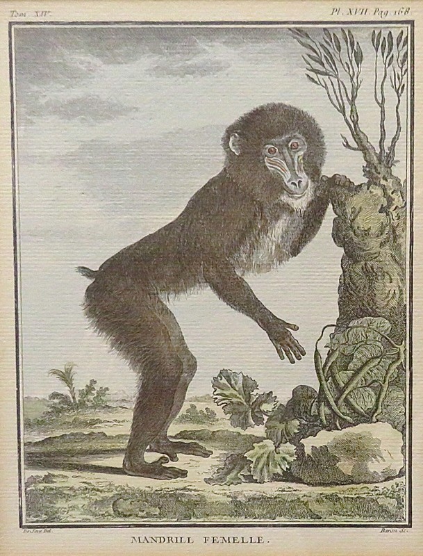 1 of 3 18th c. French George-Louis Leclerc Comte de Buffon Monkey Engraving gallery