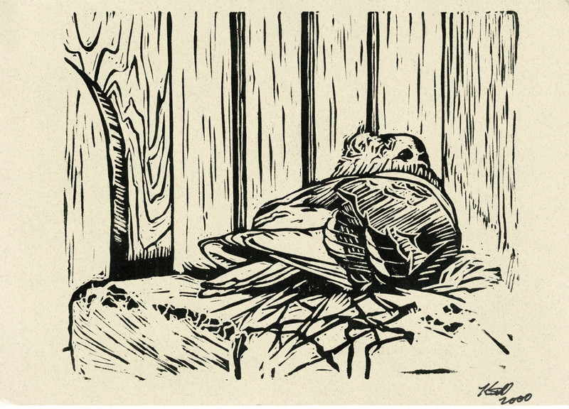 Original Woodcut of Old German Owl Pigeon by Keith Chad 2000 VG indeed