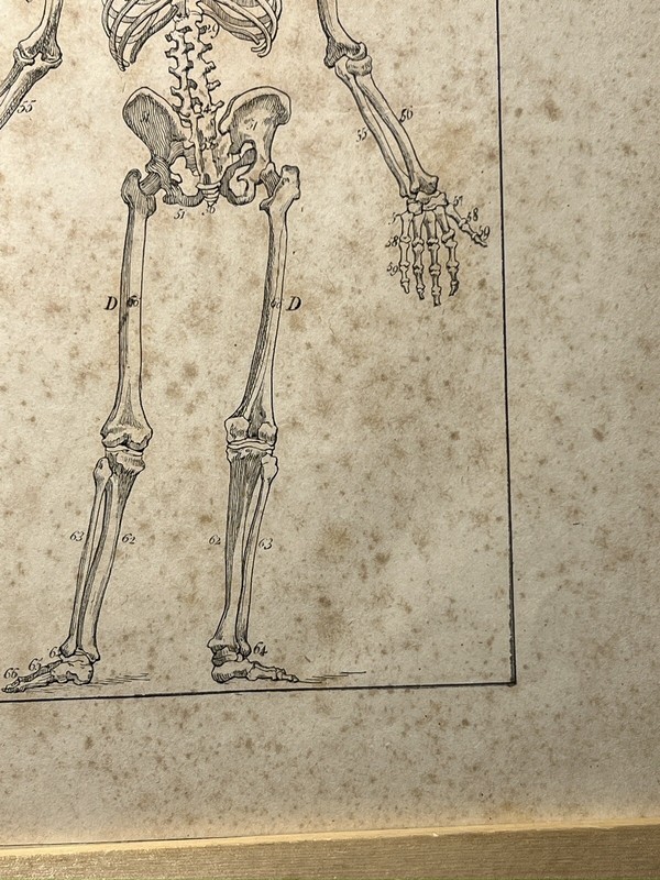ANTIQUARIAN LITHOGRAPH 1833 SKELETON SKULL ANATOMY ANTHROPOLOGY BONE gallery