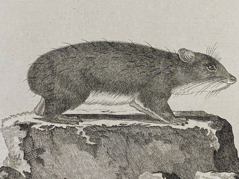 Cape Hyrax "Hyrax syriacus" by De Seve & Sculpted by I. F. Volkart ca. 19th c.