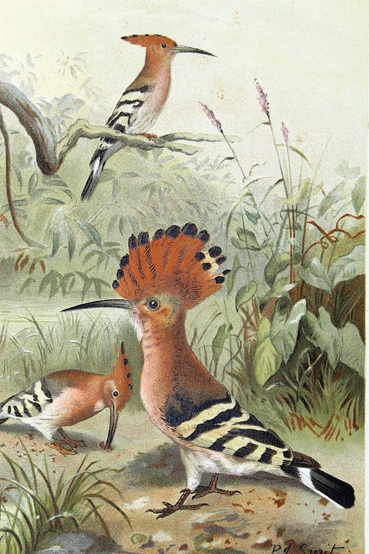 P.D. Smyt «Hoopoes» Chromolithographic Print Plate-Signed C. 1890s