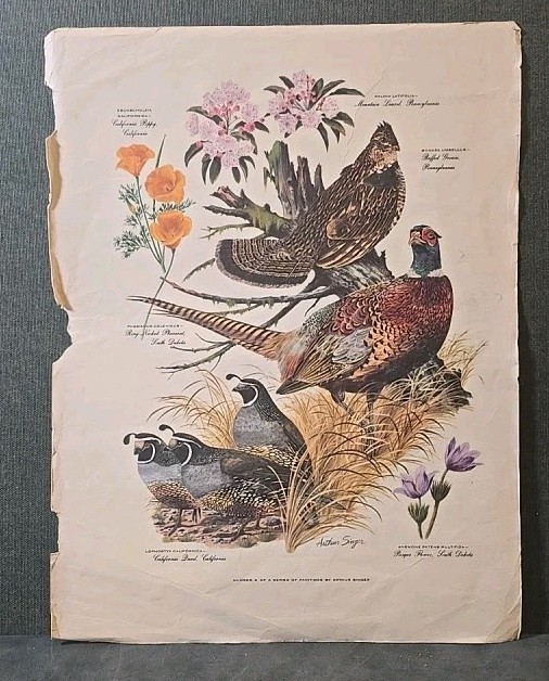 Vintage Arthur Singer Ring Necked Pheasant Botanical Print #3 Of A Series