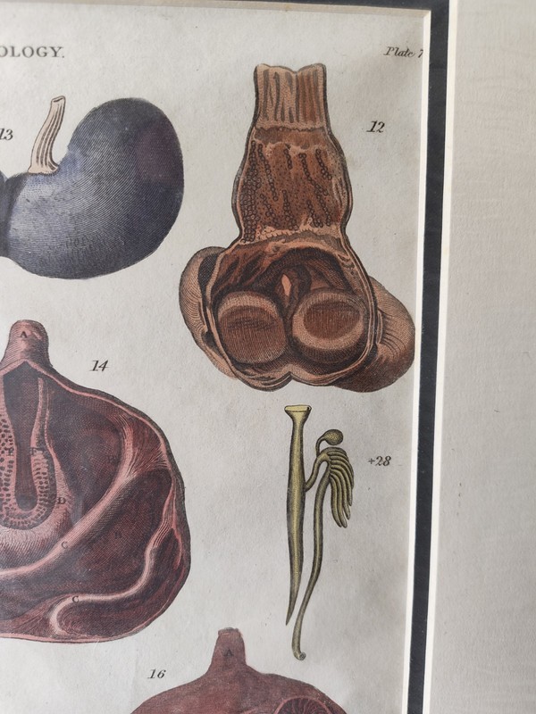 Antique Engraving Hand-Colored 1829 Copper Plate Encyclopaedia Londinensis Zoo gallery