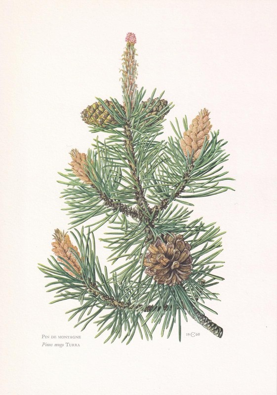 1960 MOUNTAIN PINE Print - Botanical Wall Art - Vintage - 7.5 x 10.6 Inches gallery