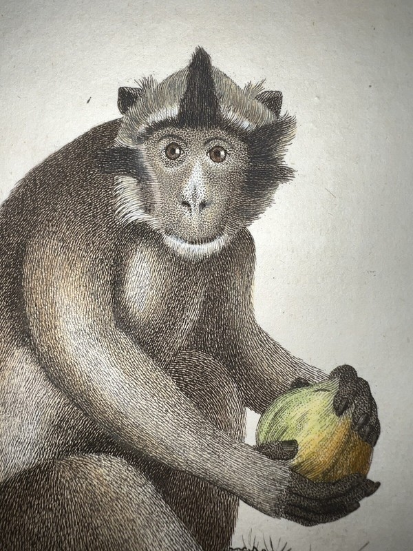 Linnaeus Hand Colored 1st Edition Engraving Monkey The Egret