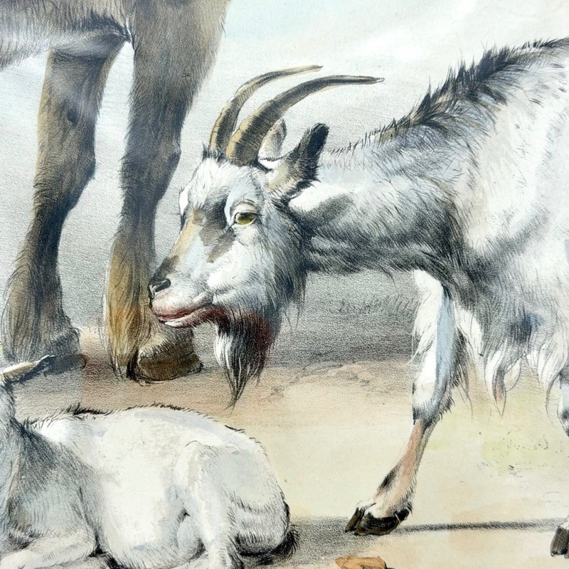 Thomas Sidney Cooper Art Print 24x20 Paper Antique Litho Horse Goats 1839 gallery