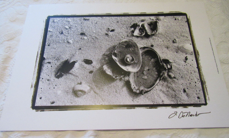 Art Print "SAND TREASURES III", Beach/Sea Shells, by Laura DeNardo, 13" x 19"