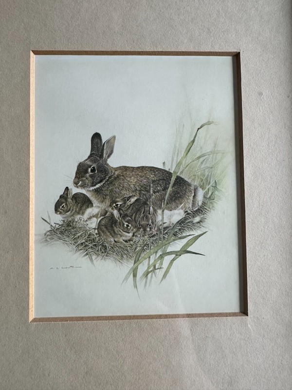 Vintage Martin G. Loates Framed Lithograph Mother Rabbit and Bunnies 9" x 11" gallery