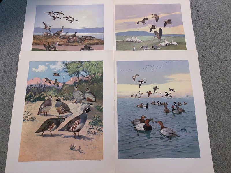 Lynn Bogue Hunt - Game Bird Painting Print Set (12 of 12) - w/ Guide Book - 1944 gallery