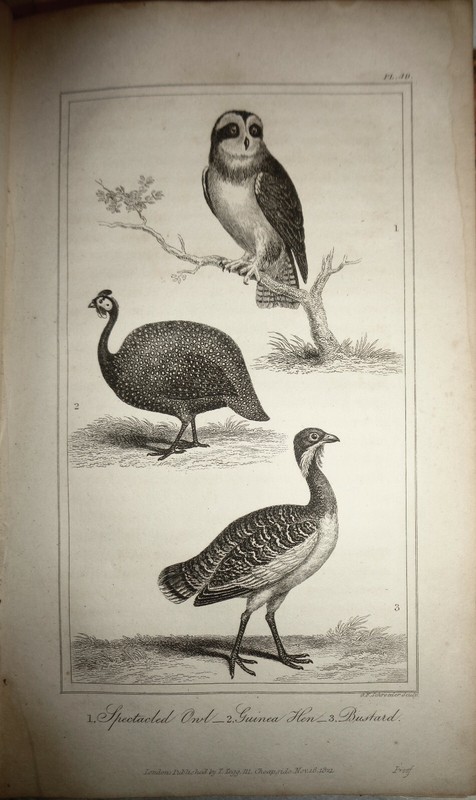 1825 steel engraving – Oliver Goldsmith – Spectacled Owl, Guinea Hen, Bustard