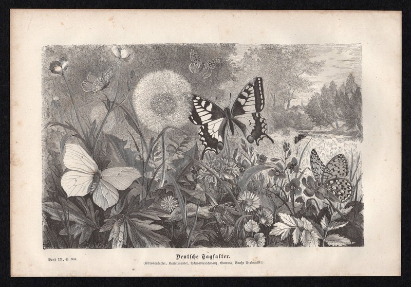 1877 Brehms Thierleben Wood Engraving German Day Butterflies Original Book Print