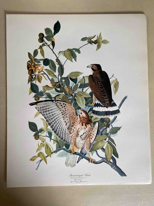 Vintage Audobon Broad-Winged Hawk 14 x 17 High Quality Print- Great for Framing!