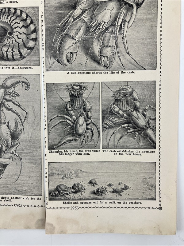 Set 2 Vintage 1935 HERMIT CRAB and SEA SHELLS Art Prints Anemone 3.5x7.5" gallery