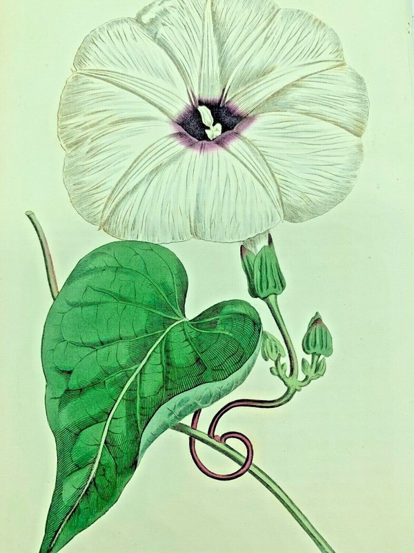 TENASSEE BINDWEED PLANTS 1814 Antique Print Original Curtis Botanical