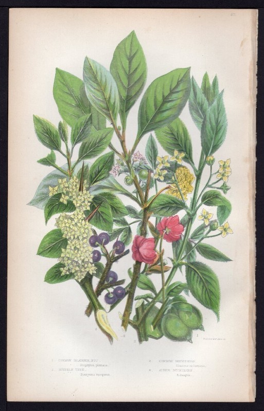 c1860’s Anne Pratt Antique Color Print Spindle Tree, Buckthorn, Bladder nut, etc
