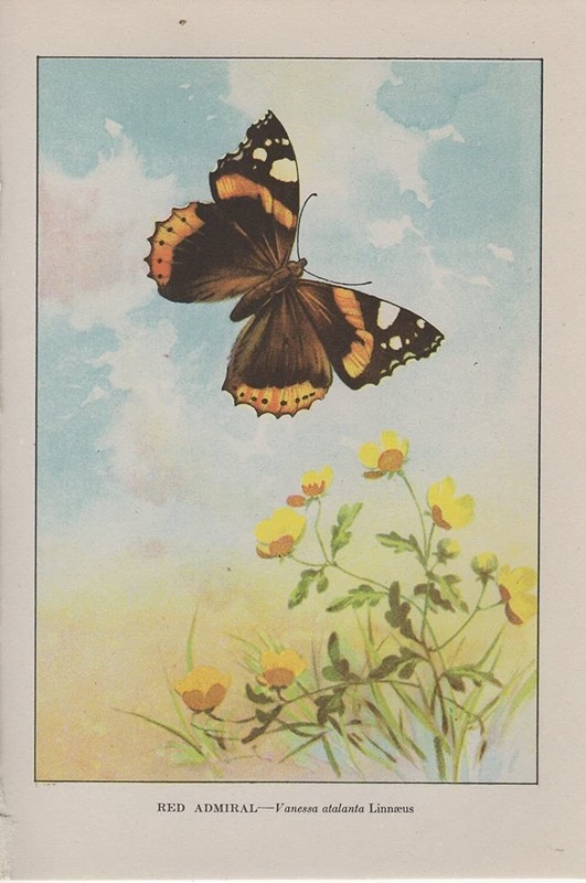 1917 Vintage BUTTERFLIES «RED ADMIRAL» BUTTERFLY COLOR Art Plate Lithograph