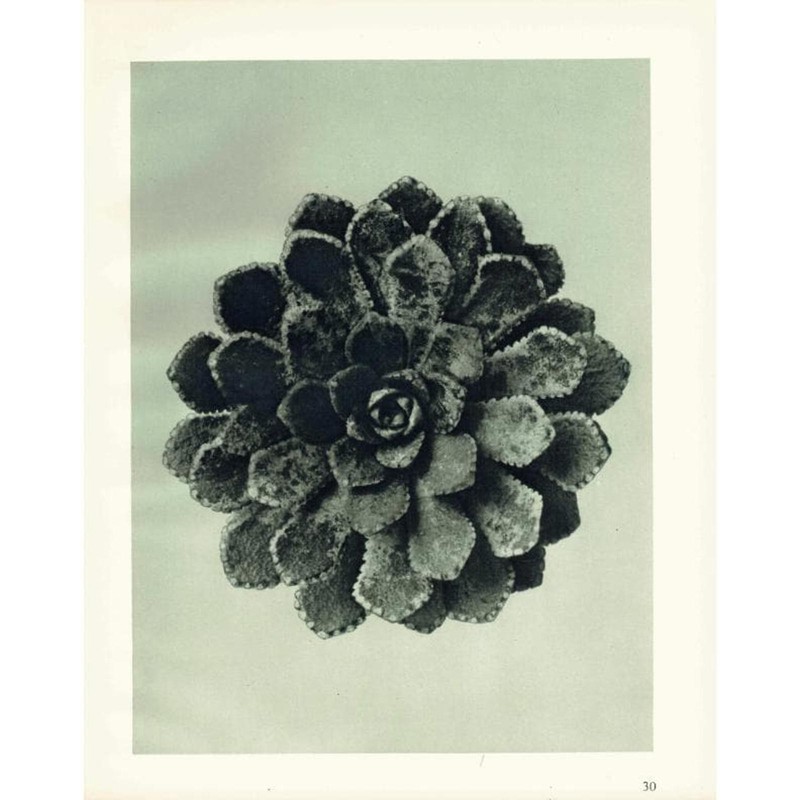 1929 SAXIFRAGE, LEAF ROSETTE Print – Karl Blossfeldt – Plant – 9.5 x 12 Inches