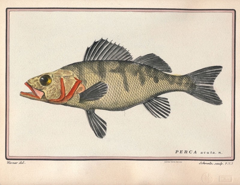Edizioni Ponte Vecchio Florence Italy hand colored print fish Perch Marcus Bloch