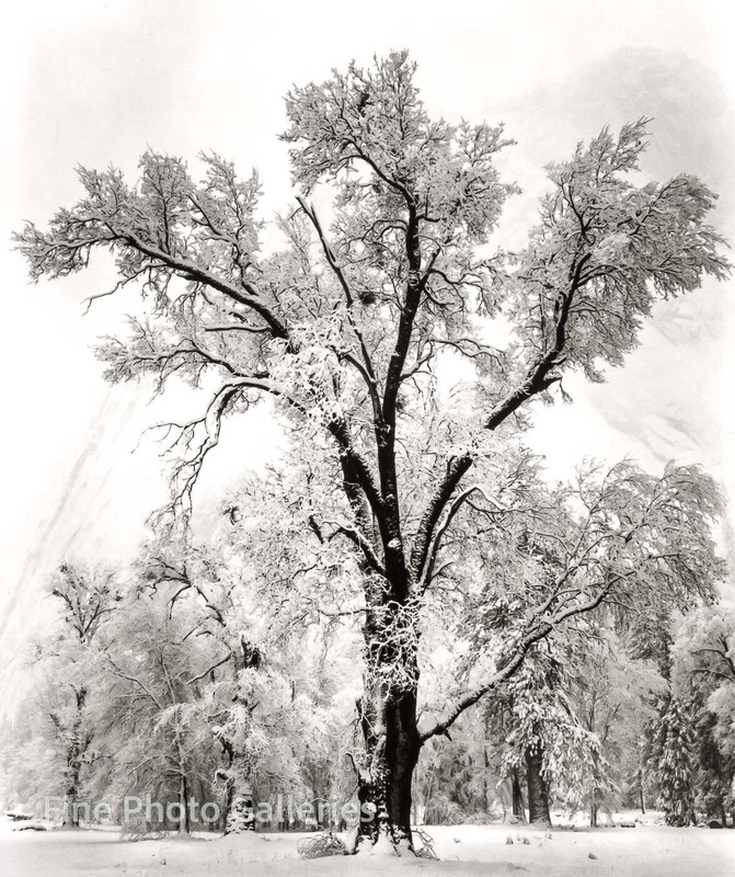 1948/80 Vintage ANSEL ADAMS Landscape Yosemite Oak Tree Snow Winter Tritone Art