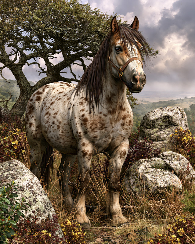 8×10 Appaloosa Horse on Rocky Moor Art Print – 730078943