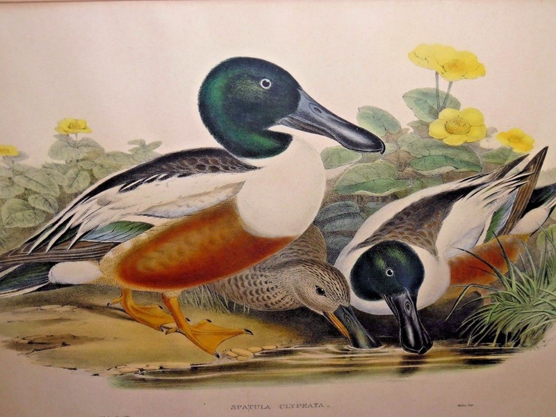Antique Colored Lithograph – Spatula Clypeata Ducks – J Wolf & HC Richter