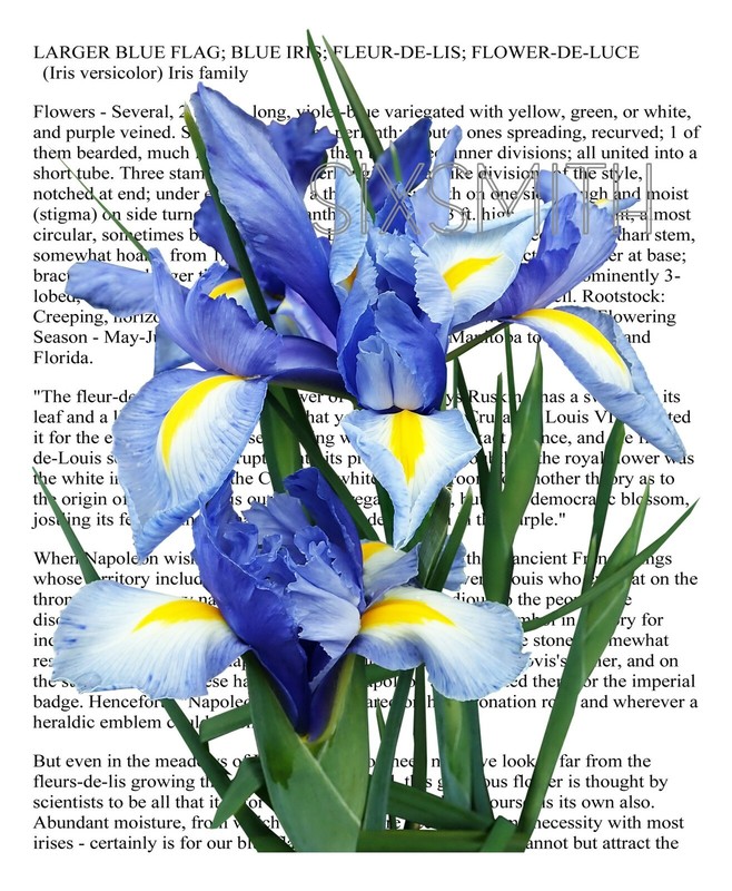 Blue Iris Collage Giclee 8″ x 10″ Print