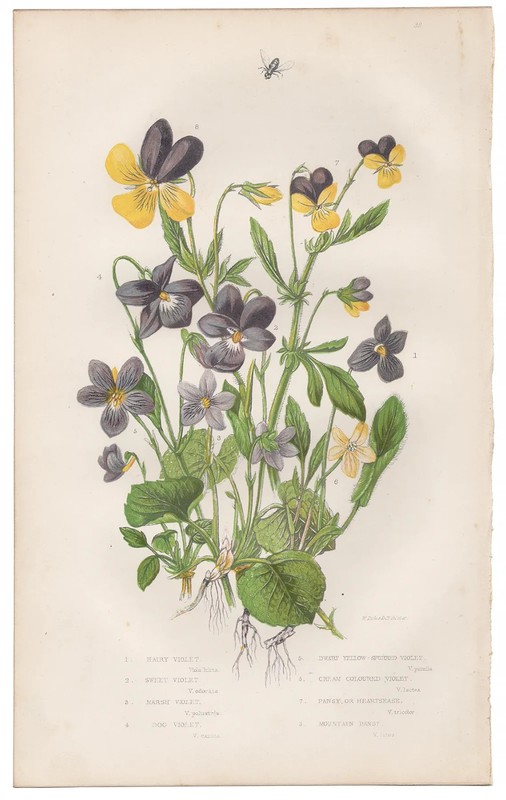 Antique 1860 Anne Pratt botanical print Flowering Plants 33 Violets