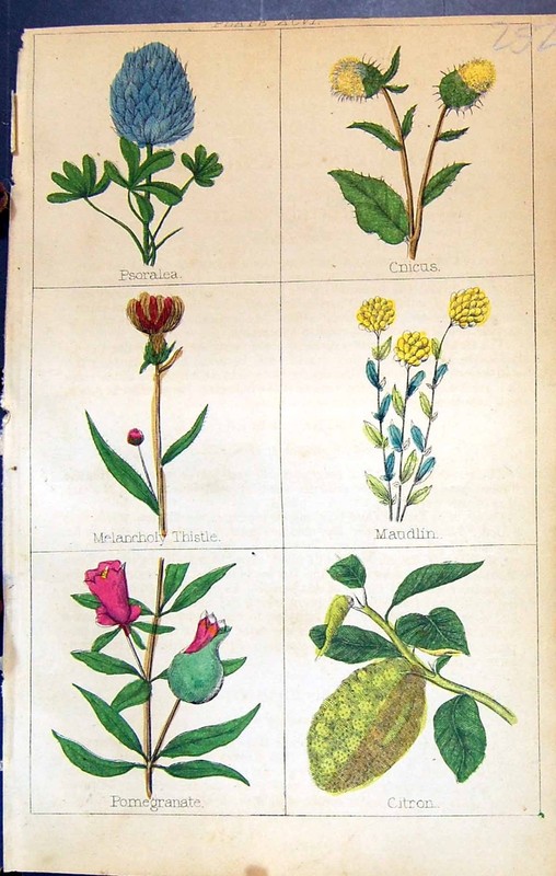 Old Psoralea Cnicus Maudlin Thistle Pomegranate Citron C1850 Clark He Victorian