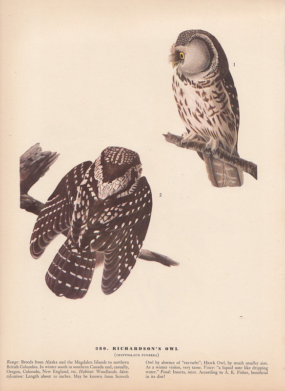 Audubon 1942 Vintage Birds #380 "RICHARDSON'S OWL" Full Color Art Plate Litho