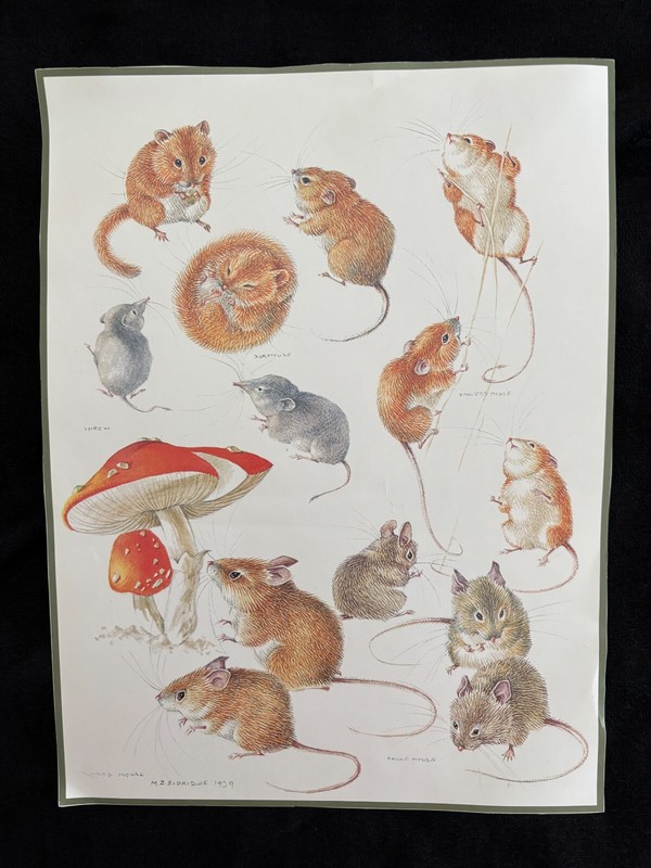 Mildred Eldridge-6 Prints-9 1/2 X 12 1/2 Inches-Plants & Animals