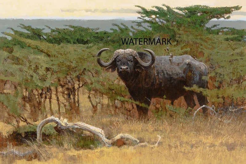Bob Kuhn – Water or Cape Buffalo Big Game Hunting – 13×19 Print REPRODUCTION