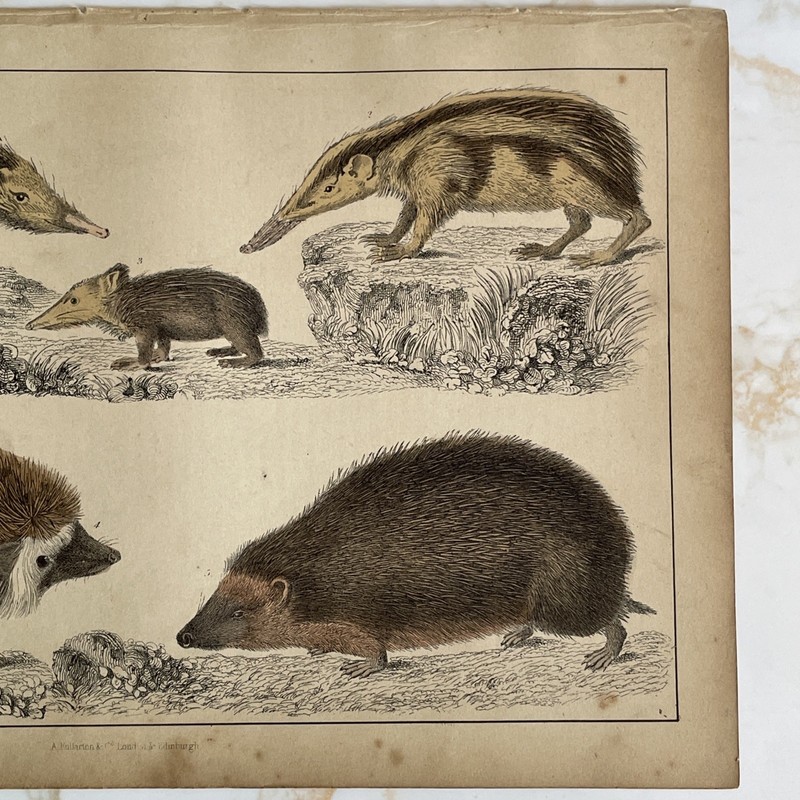 Antique Book Engraving Hand Coloured Print Oliver Goldsmith - Hedgehogs gallery