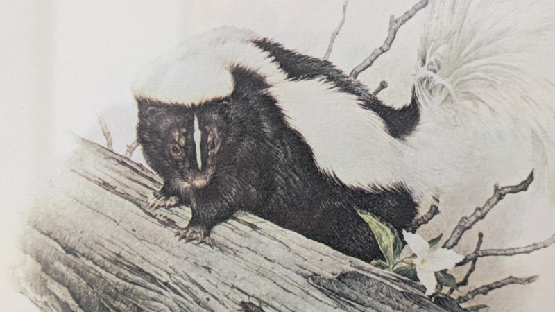 Glen Loate’s Canadian Artist Skunk Print Framed Matted Ready to Hang 11″x13″