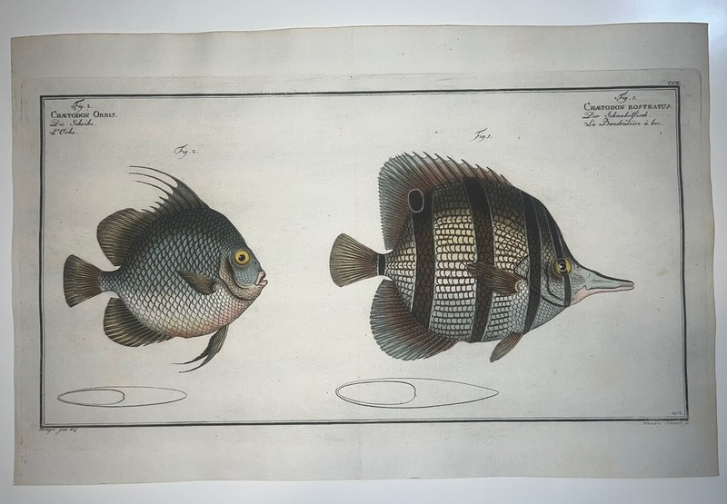 1st ED BLOCH OBLONG FOLIO H/C RARE FISH Chaetodon Orbis Rostratus 202