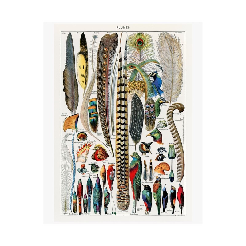 VINTAGE BIRDS OF PARADISE PLUMES FEATHERS PEACOCK PARROT Matte Print Wall Art