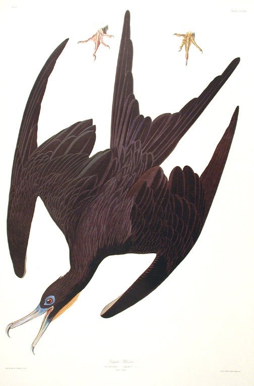 John James AUDUBON / Frigate Pelican From The Birds of America Amsterdam Edition