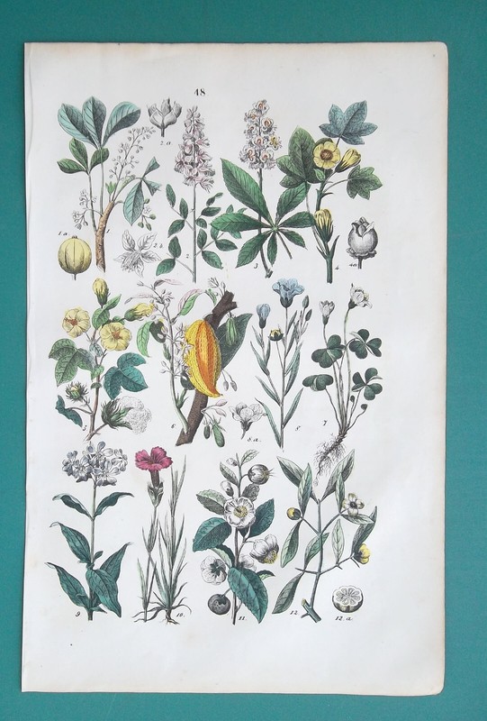 FLOWERS Plants Rubber Tree Flax Tea Cacao Chestnut Cotton – 1866 COLOR Print