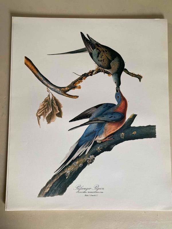 Vintage Audobon Pafsenger Pigeon 14 x 17 High Quality Print- Great for Framing!