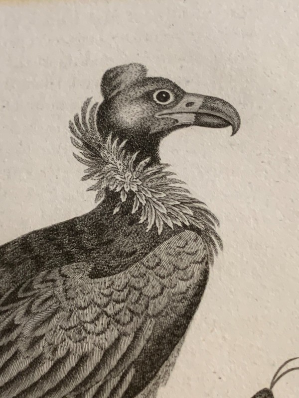 c1811 Antique Crested Black Vulture from Edwards Engraved by Mrs. Edwards gallery