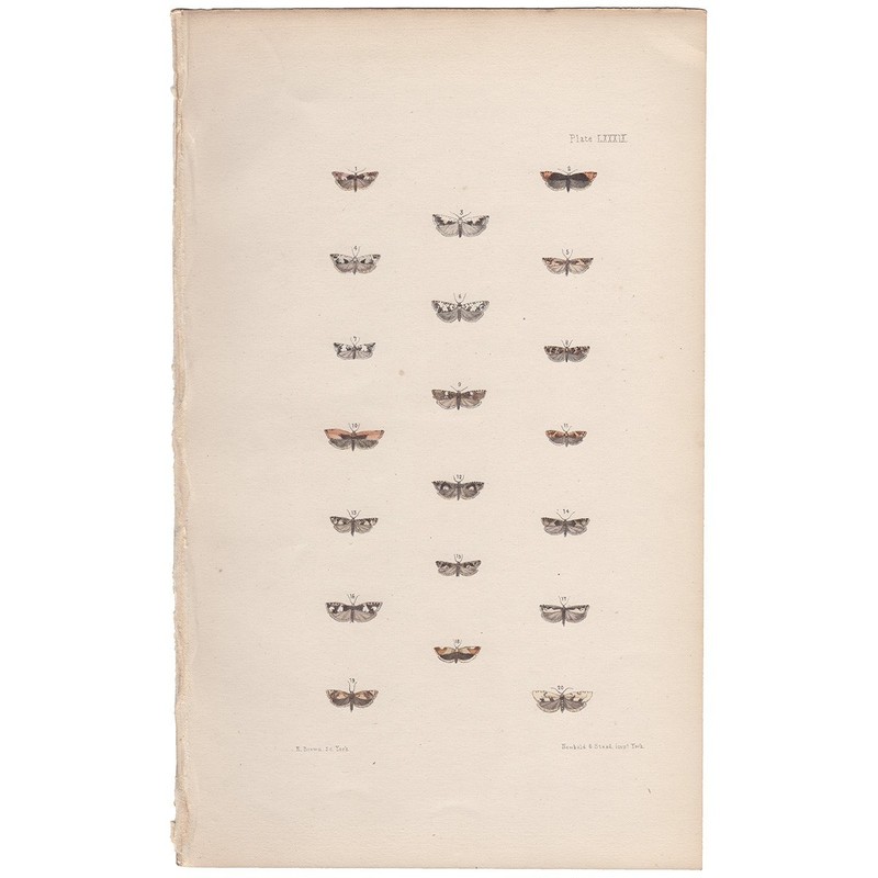 Morris 1872 antique moth print hand-colored lithograph 89 Ancylis Moth
